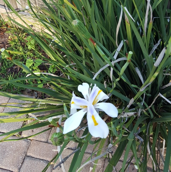 Meet your Posher, Lillian - Picture 1 of 1